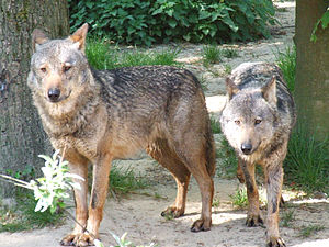 Canis lupus signatus (Kerkrade Zoo) 21.jpg