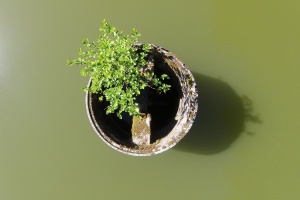 Luftaufnahme Baeumchen Weiher Brombach Ueberlauf 20150504.jpg